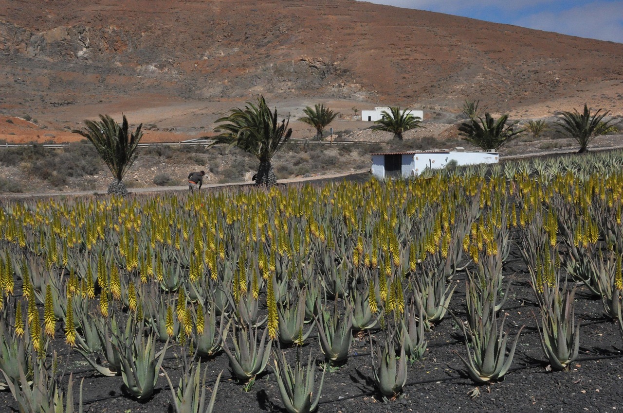Immagine di diverse piante di aloe vera in un vivaio, evidenziando la varietà e la qualità.